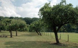 Streuobstwiese, Bad Salzdetfurth