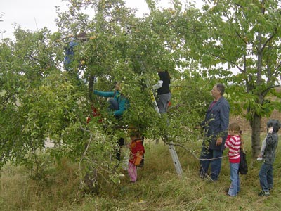 Streuobstwiesen an Grundschulen
